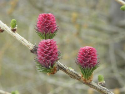 Nr lrken blomstrer